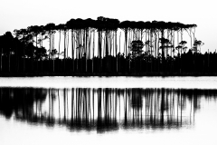 Wester Lake Trees-2